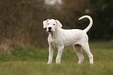 DOGUE ARGENTIN 102